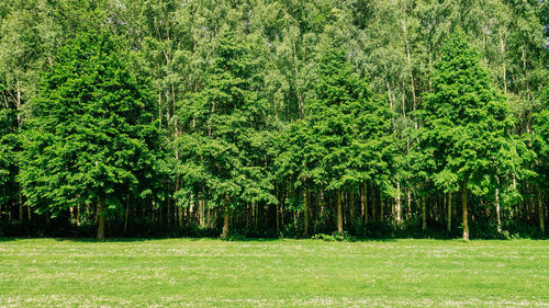 Nature scenery with green trees