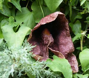 Close-up of wet leaves on plant