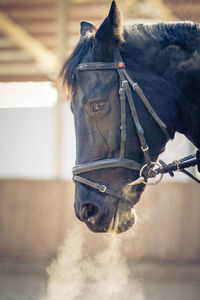Close-up of horse in ranch