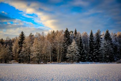 Trees on snow covered landscape against sky