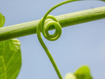 Close-up of spiral leaf against sky