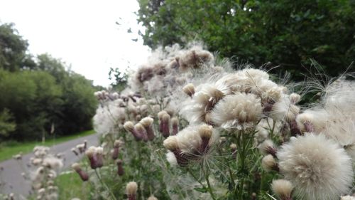 Close-up of flowers