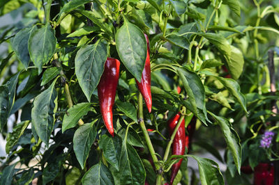 Close-up of red chili peppers on plant