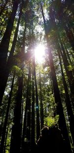 Low angle view of sunlight streaming through trees in forest