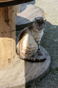 Portrait of cat sitting on footpath