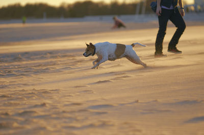 Low section of person with dog walking on sand