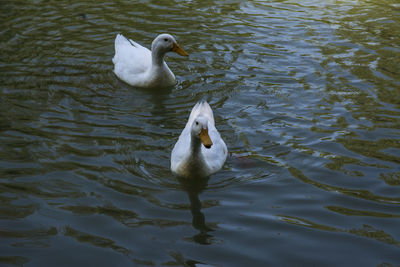 High angle view of duck swimming in lake