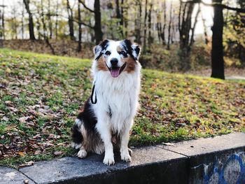 Portrait of dog in park