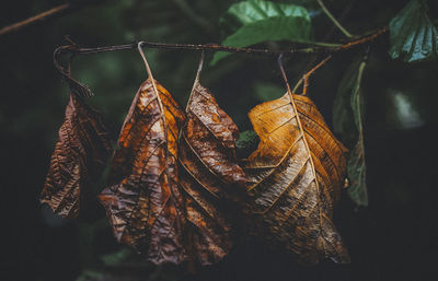 Close-up of dry autumn leaf