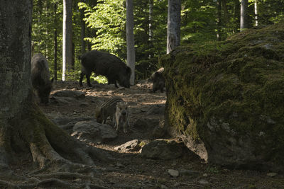 Side view of bear in forest