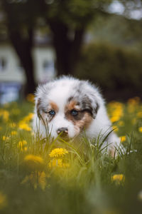 Blue merle sitting in the grass, resting after a run