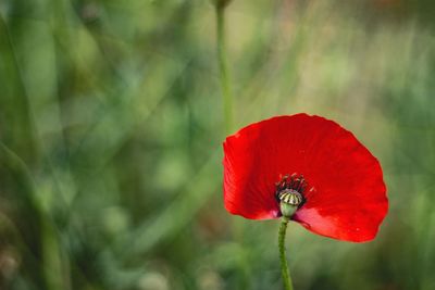 Close-up of red poppy flower