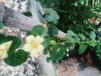 Close-up of flowers blooming outdoors