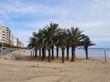 Palm trees on beach against sky