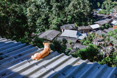 High angle view of dog lying on building roof