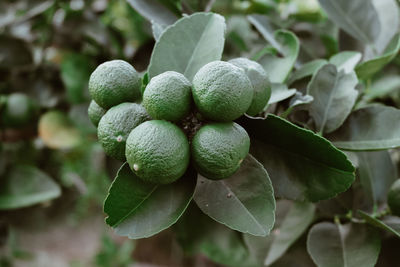 Close-up of berries growing on plant
