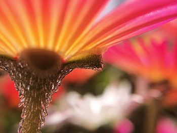 Close-up of raindrops on pink flower