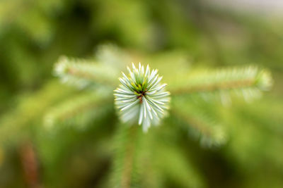 Close-up of dandelion on field