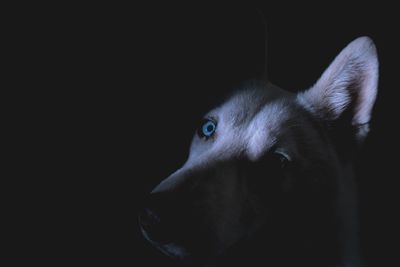 Close-up of horse against black background