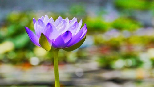 Close-up of purple lotus water lily