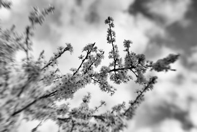 Low angle view of tree against sky