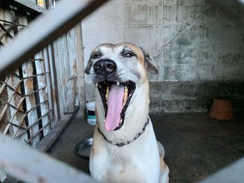 Close-up portrait of dog