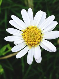 Close-up of white flower blooming outdoors