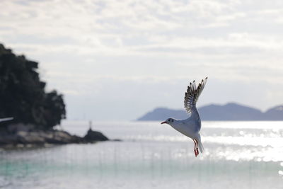 Seagull flying over sea against sky