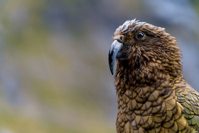 Close-up of owl perching outdoors