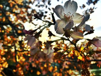 Close-up of flowers on tree