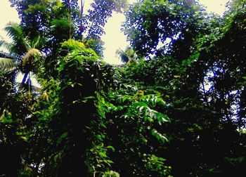 Low angle view of trees against sky