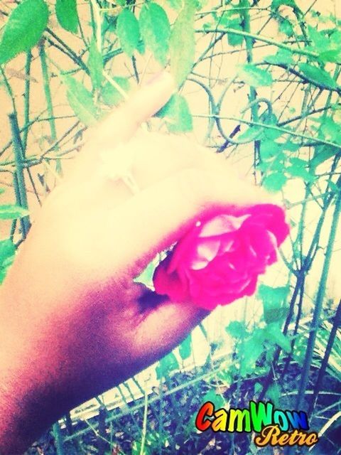 Pretty flower i found <3