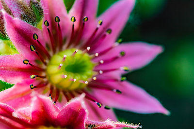 Close-up of pink flowering plant