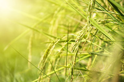 Close-up of wheat growing on field