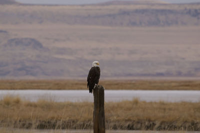 Bird perching on wooden post