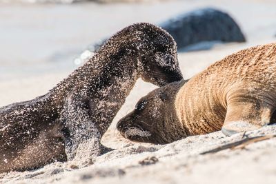 Close-up of sea lions on sand