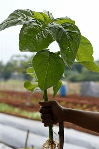 Close-up of fresh green plant against sky