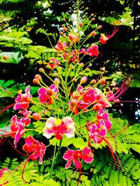 Close-up of pink flowering plants