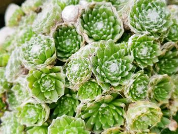 Full frame shot of succulent plants