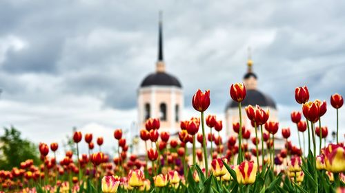 Close-up of poppy flowers against sky