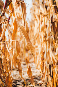 Close-up of dry corn crops on field