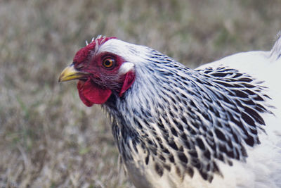 Close-up of chicken