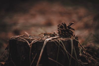 Close-up of dry leaf on tree stump