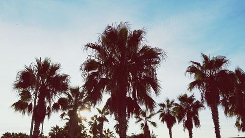 Low angle view of palm trees against sky