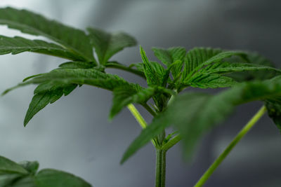 Close-up of fresh green leaves