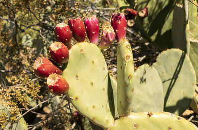 Closeup many edible yummy prickly pear cactus, opuntia. exotic flavorful fruit and showy flower