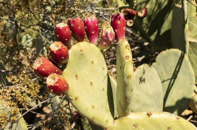 Close-up of wet plant