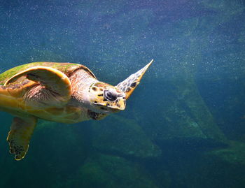 Close-up of turtle swimming in sea