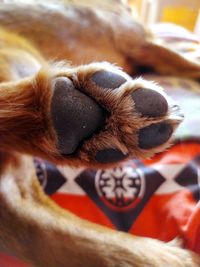 Close-up of dog sleeping on bed