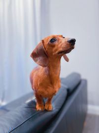 Odd-eyed marble mini rabbit dachshund. red-haired puppy with big ears and eyes.